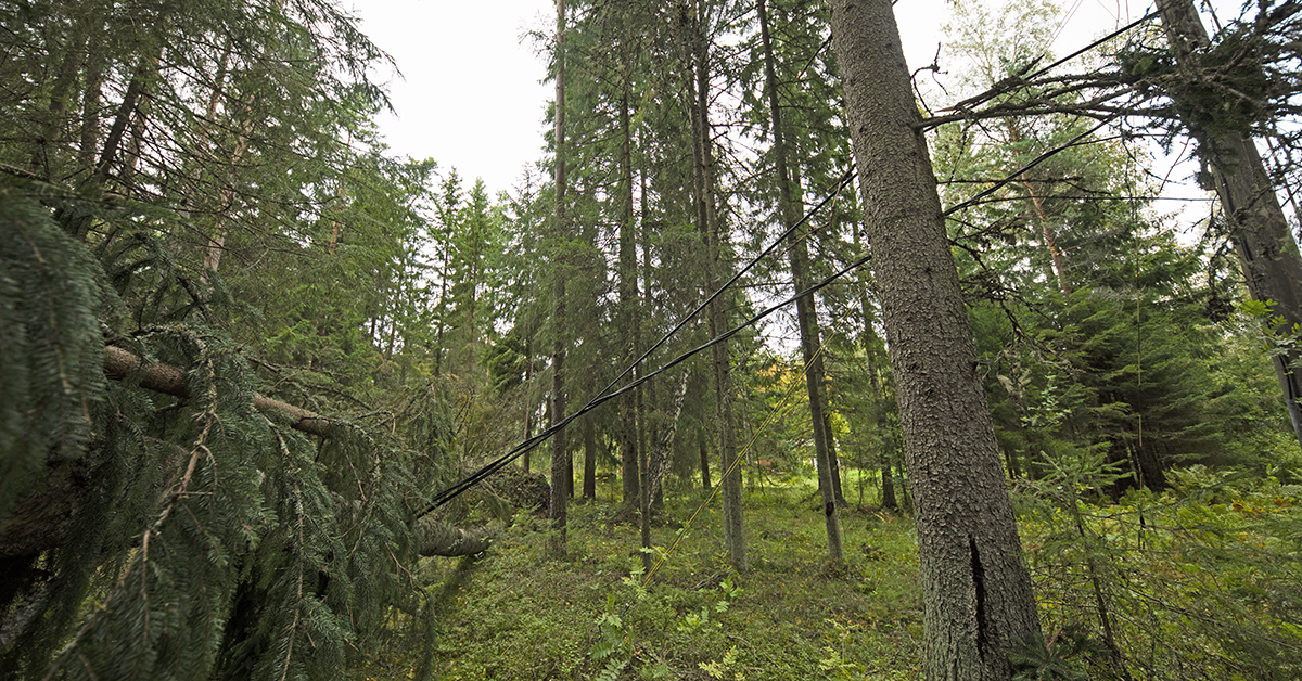 Sähkölinjan päälle kaatunut puu